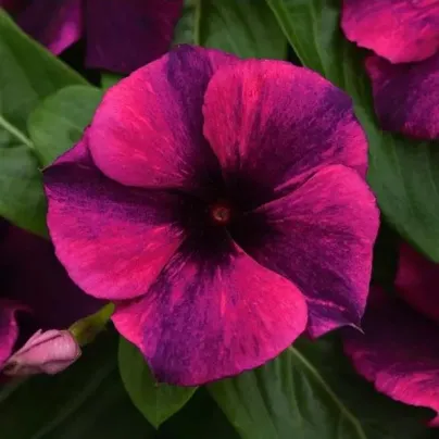 Barvínek Tatoo Black Cherry - Catharanthus roseus - osivo barvínku - 30 ks