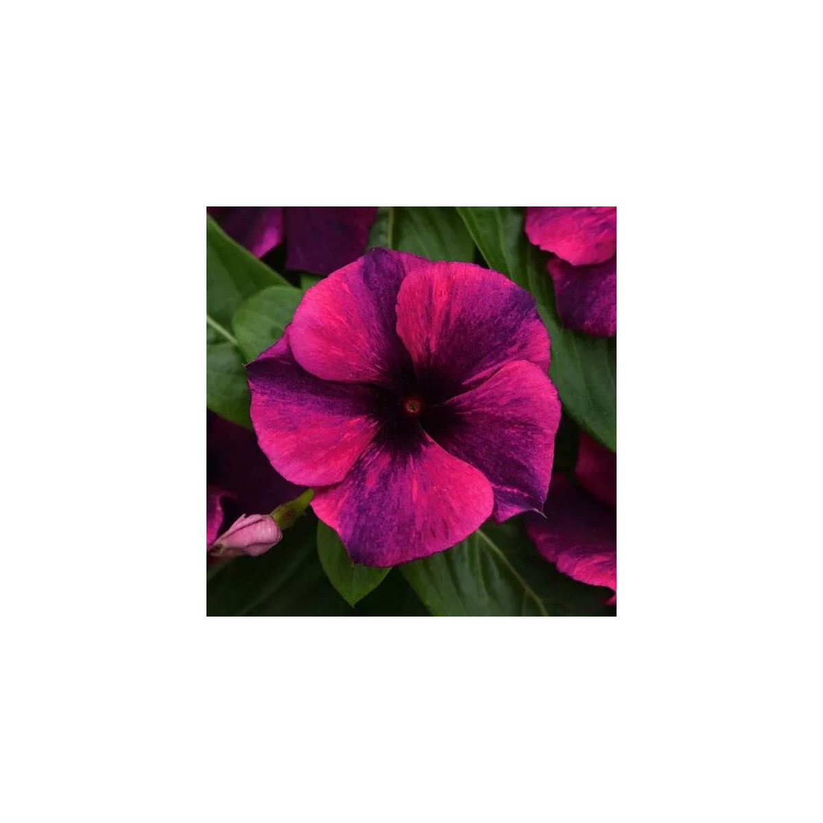Barvínek Tatoo Black Cherry - Catharanthus roseus - osivo barvínku - 30 ks