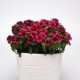 Barvínek Tatoo Black Cherry - Catharanthus roseus - osivo barvínku - 30 ks