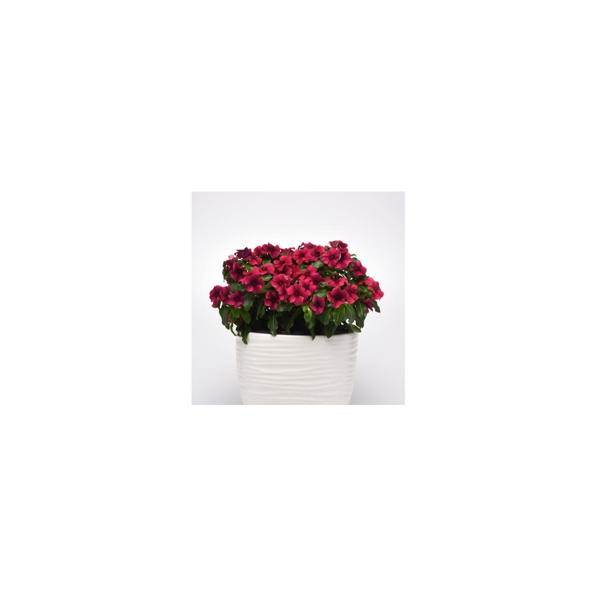 Barvínek Tatoo Black Cherry - Catharanthus roseus - osivo barvínku - 30 ks