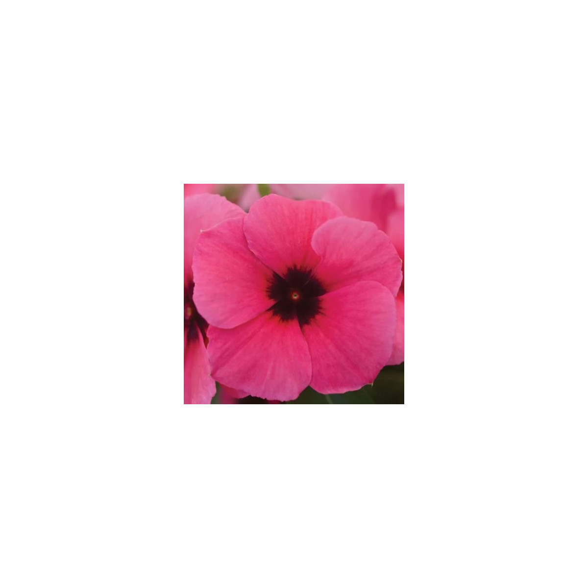 Barvínek Tatoo Raspberry - Catharanthus roseus - osivo barvínku - 30 ks