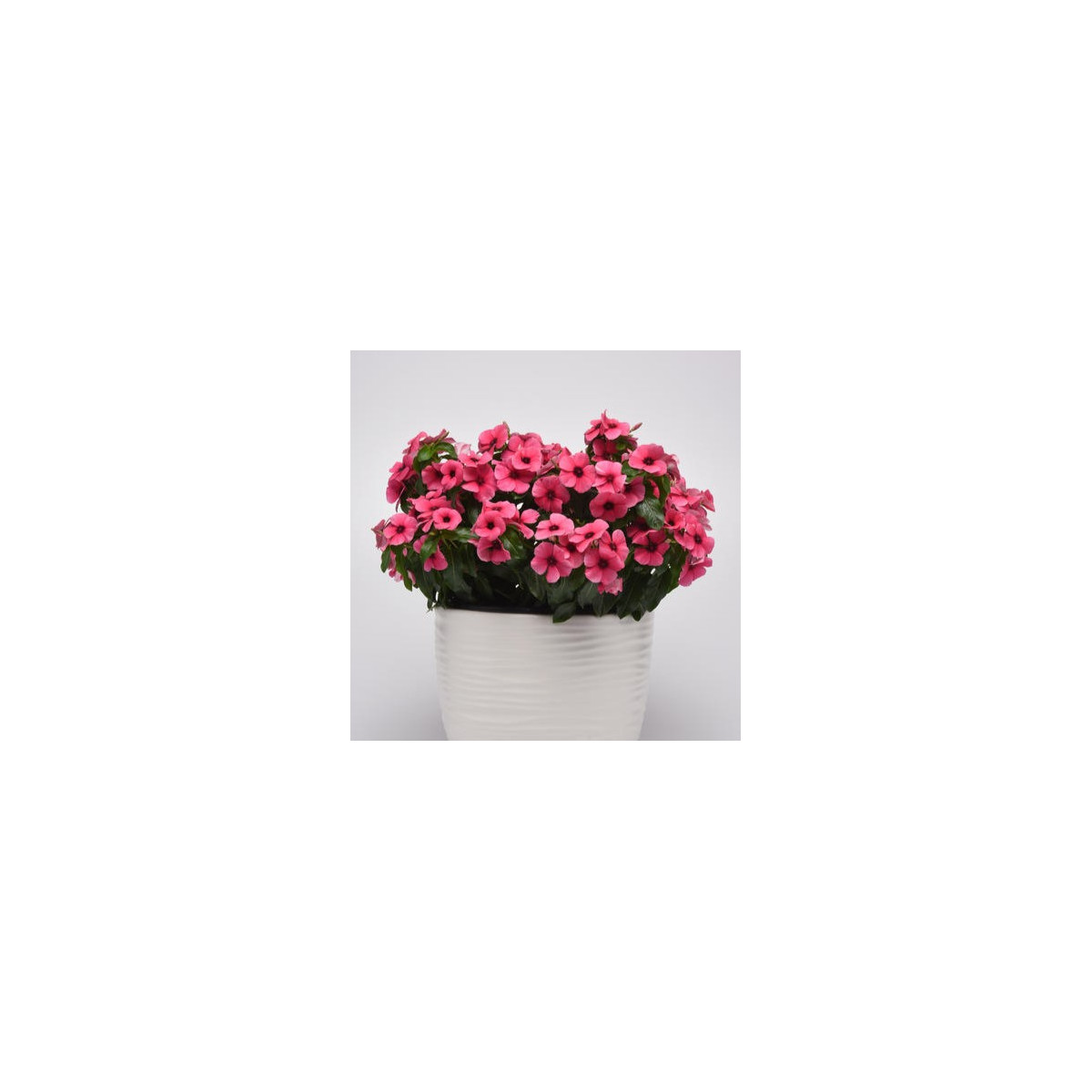 Barvínek Tatoo Raspberry - Catharanthus roseus - osivo barvínku - 30 ks