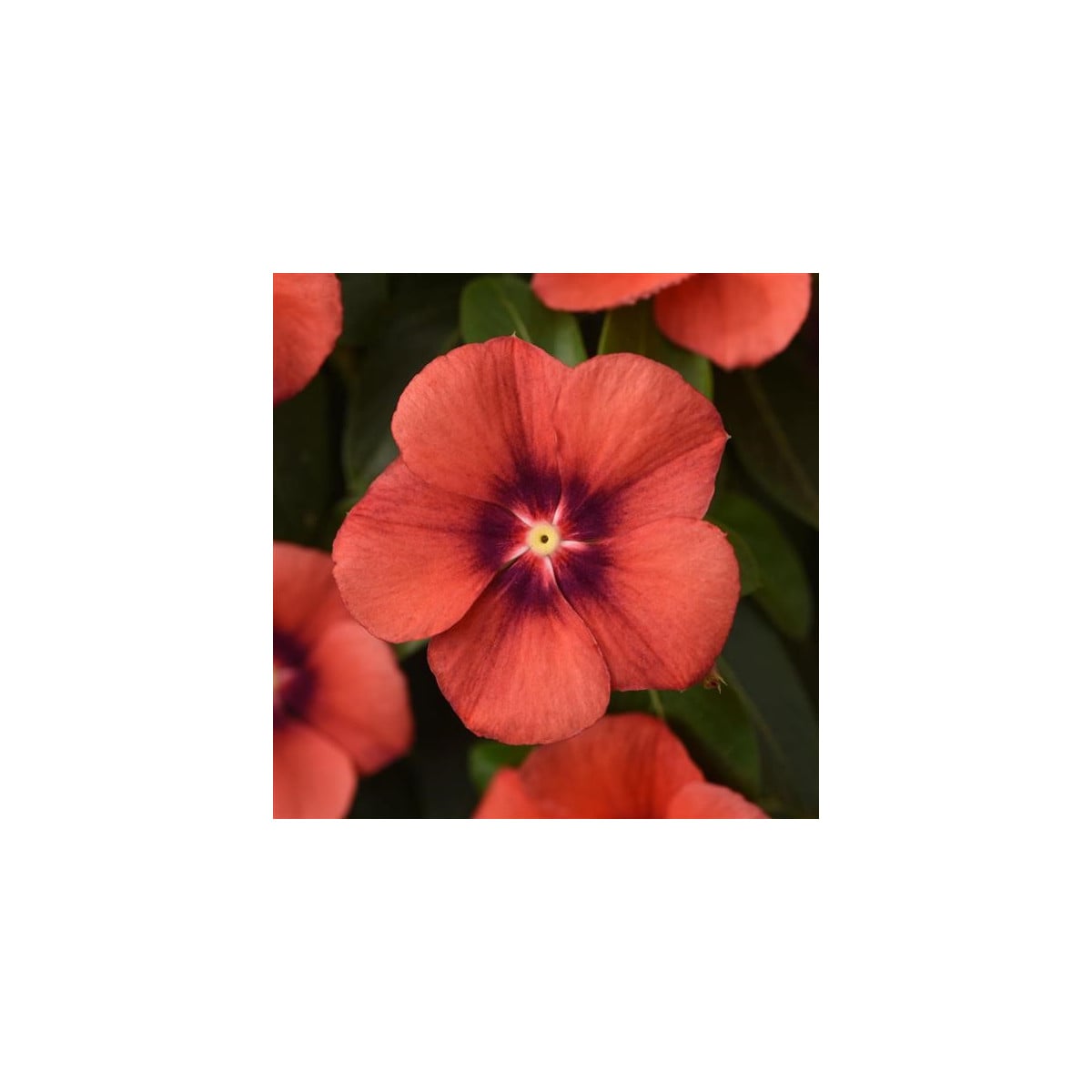Barvínek Tatoo Tangerine - Catharanthus roseus - osivo barvínku - 30 ks