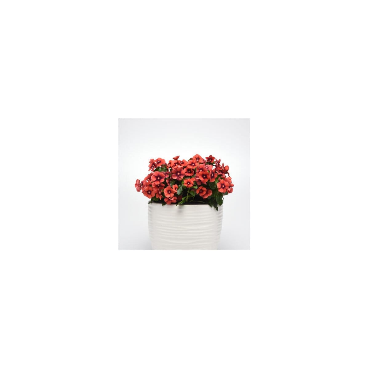 Barvínek Tatoo Tangerine - Catharanthus roseus - osivo barvínku - 30 ks
