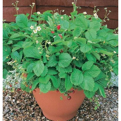 Jahodník lesní - Fragaria vesca - osivo jahodníku - 10 ks