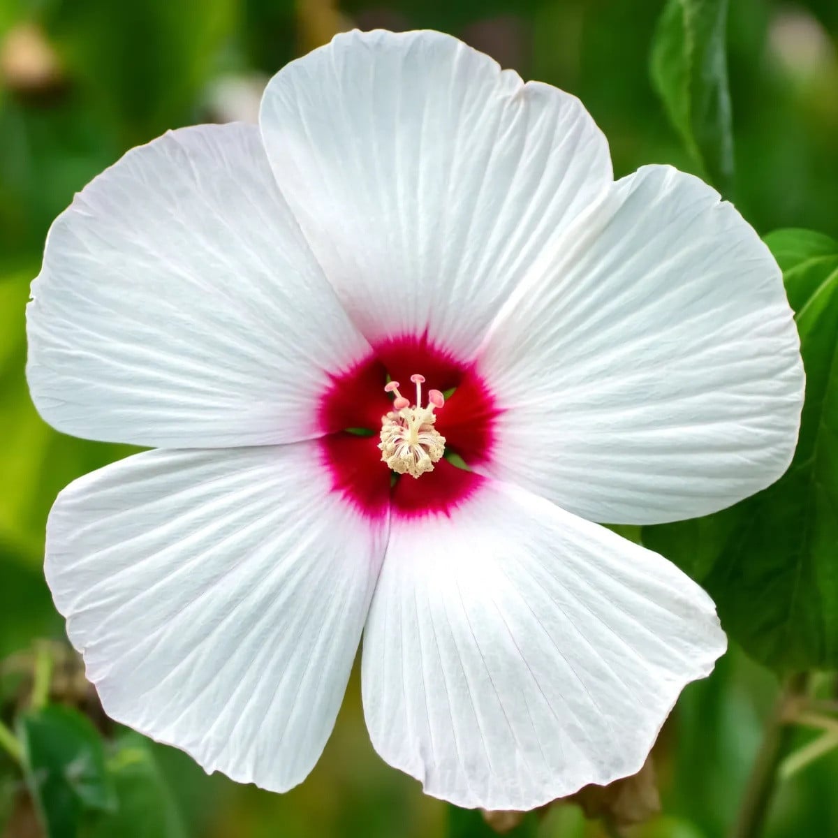 Ibišek bahenní Nippon White F1 - Hibiscus moscheutos - osivo ibišku - 5 ks