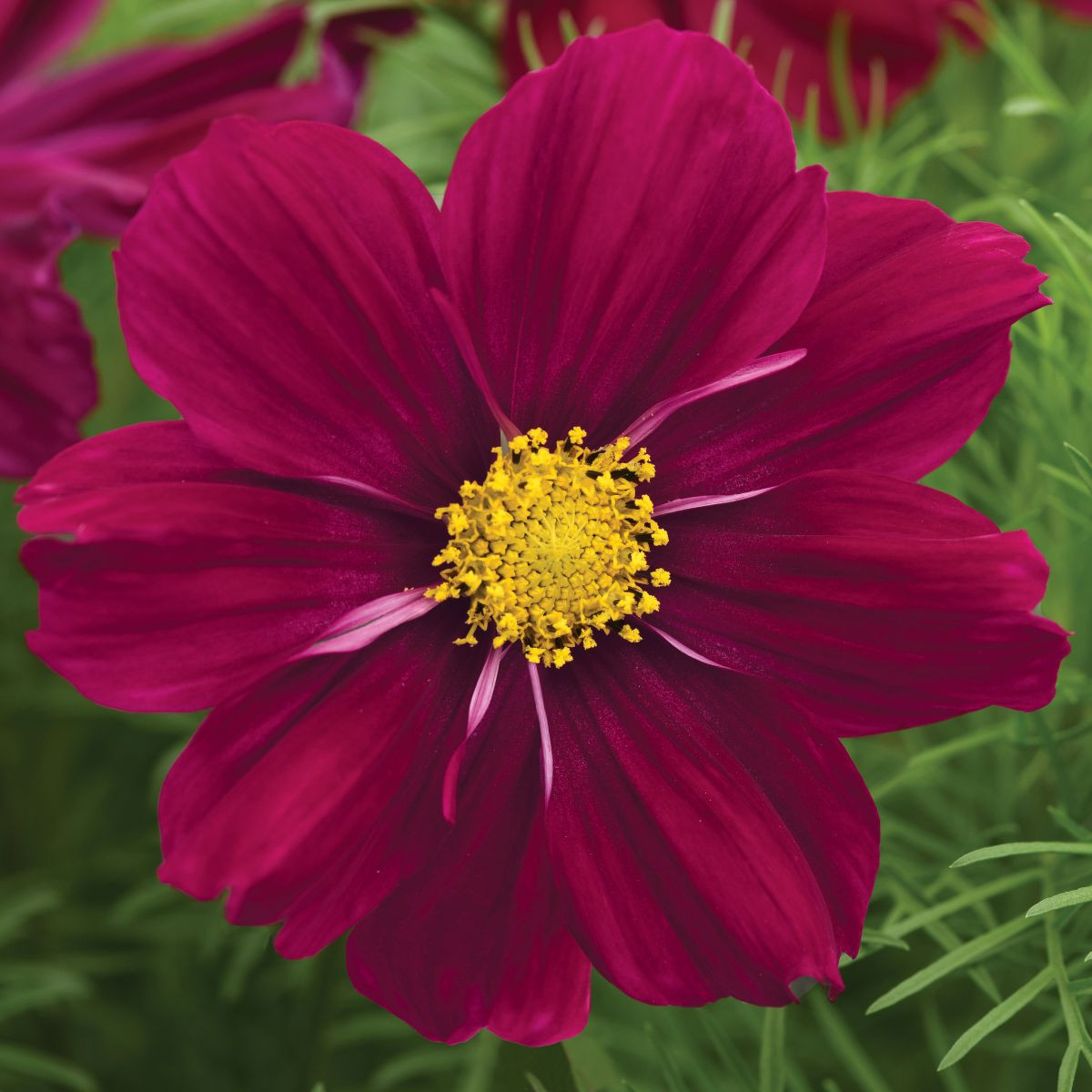 Krásenka Sonata Purple Shades - Cosmos bipinnatus - osivo krásenky - 15 ks