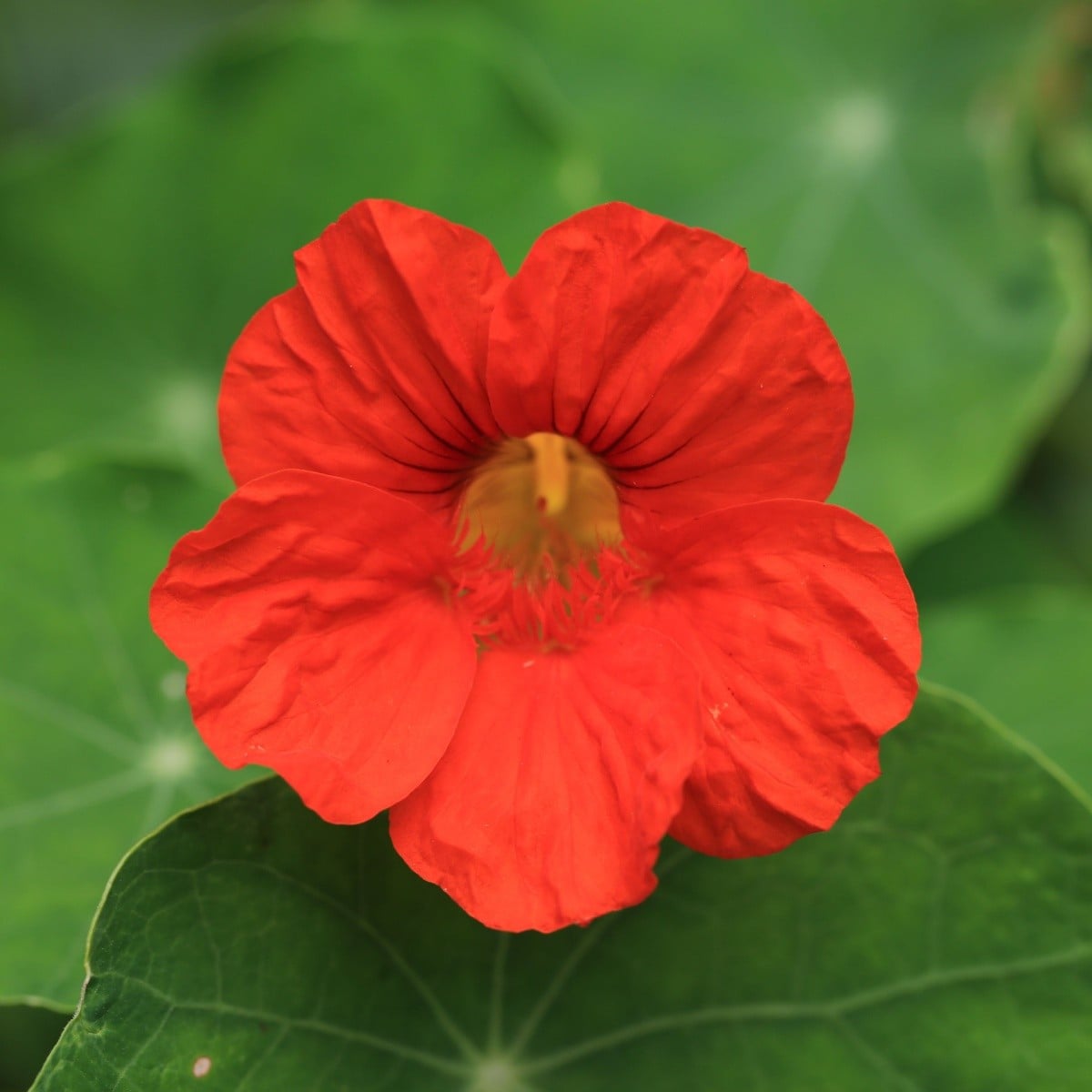 Lichořeřišnice nízká Baby Red - Kapucínka - Tropaeolum minus - osivo lichořeřišnice - 8 ks