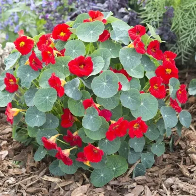 Lichořeřišnice nízká Baby Red - Kapucínka - Tropaeolum minus - osivo lichořeřišnice - 8 ks