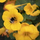 Lichořeřišnice nízká Baby Gold - Kapucínka - Tropaeolum minus - osivo lichořeřišnice - 8 ks