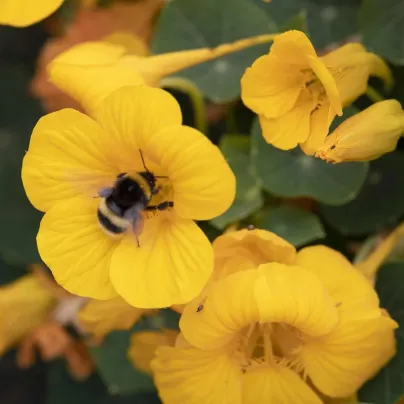 Lichořeřišnice nízká Baby Gold - Kapucínka - Tropaeolum minus - osivo lichořeřišnice - 8 ks