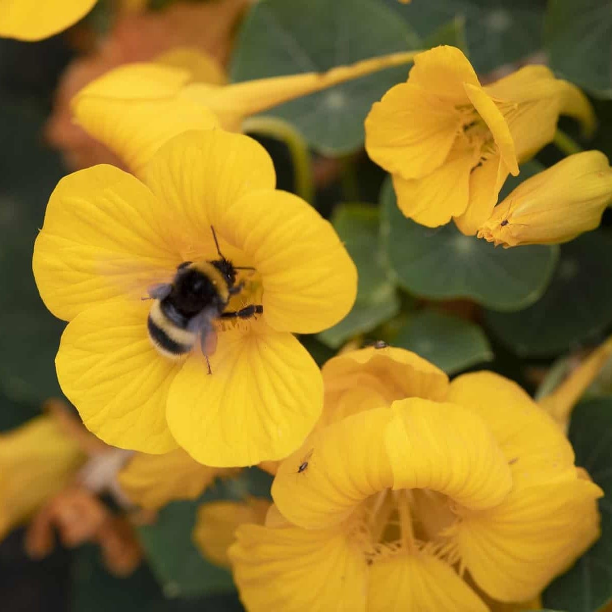 Lichořeřišnice nízká Baby Gold - Kapucínka - Tropaeolum minus - osivo lichořeřišnice - 8 ks