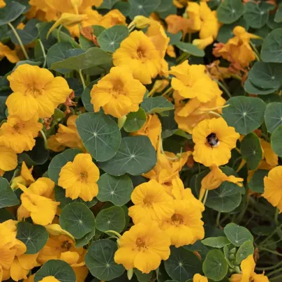 Lichořeřišnice nízká Baby Gold - Kapucínka - Tropaeolum minus - osivo lichořeřišnice - 8 ks