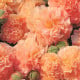 Topolovka Chaters Apricot - Alcea rosea - osivo topolovky - 8 ks