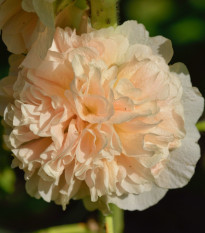 Topolovka Chaters Apricot - Alcea rosea - osivo topolovky - 8 ks