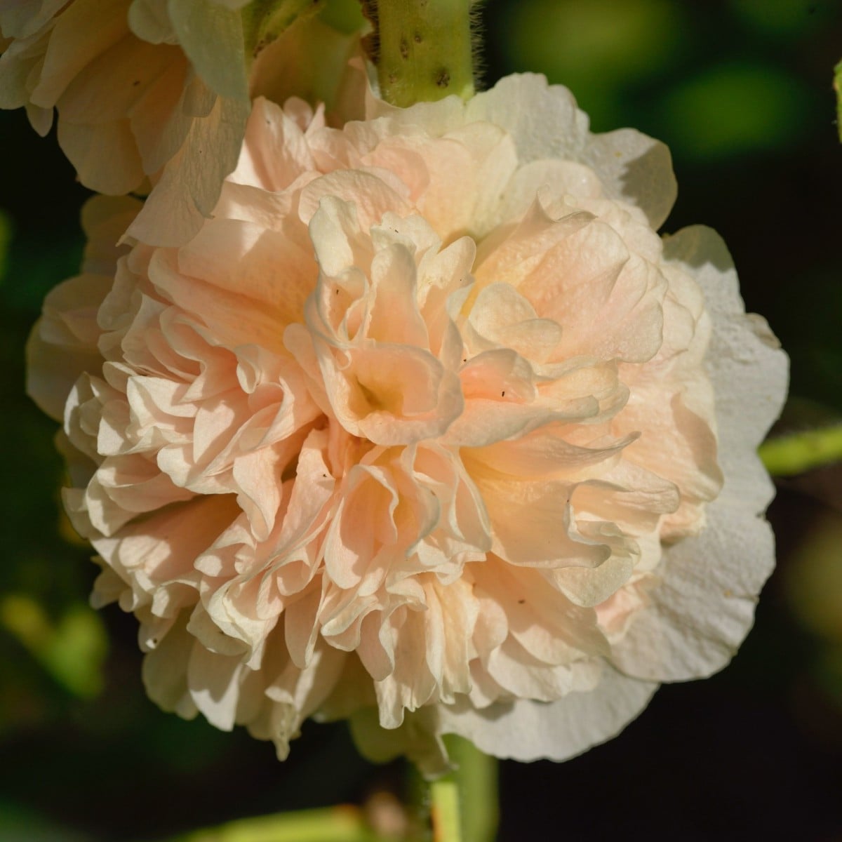 Topolovka Chaters Apricot - Alcea rosea - osivo topolovky - 8 ks