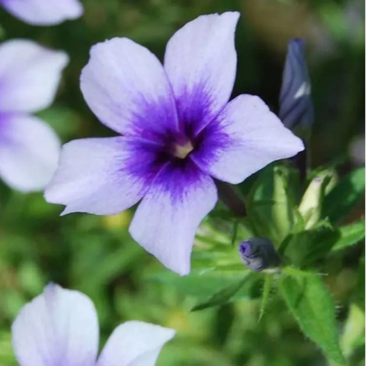 Plaménka Dolly F1 Sky Blue - Phlox drummondii - osiva plaménky - 50 ks