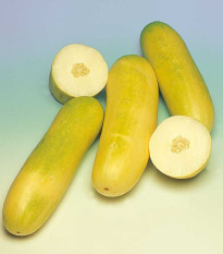 Okurka salátová Travito F1 - Cucumis sativus - osivo okurky - 10 ks