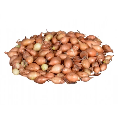 Cibule sazečka Hercules - Allium cepa - cibulky sazečky - 500 g