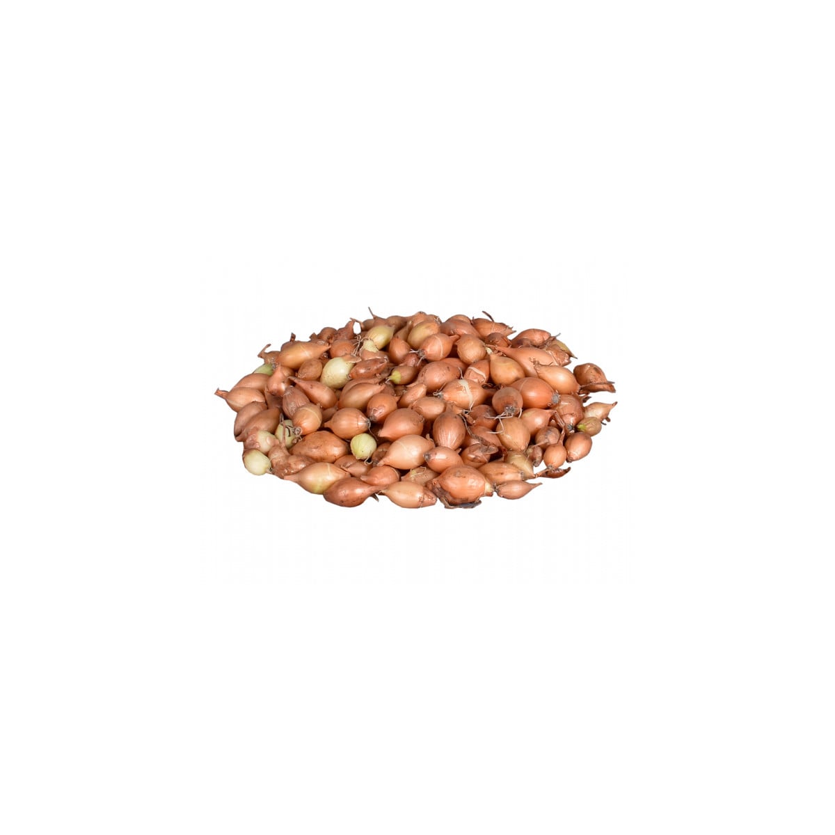 Cibule sazečka Hercules - Allium cepa - cibulky sazečky - 500 g