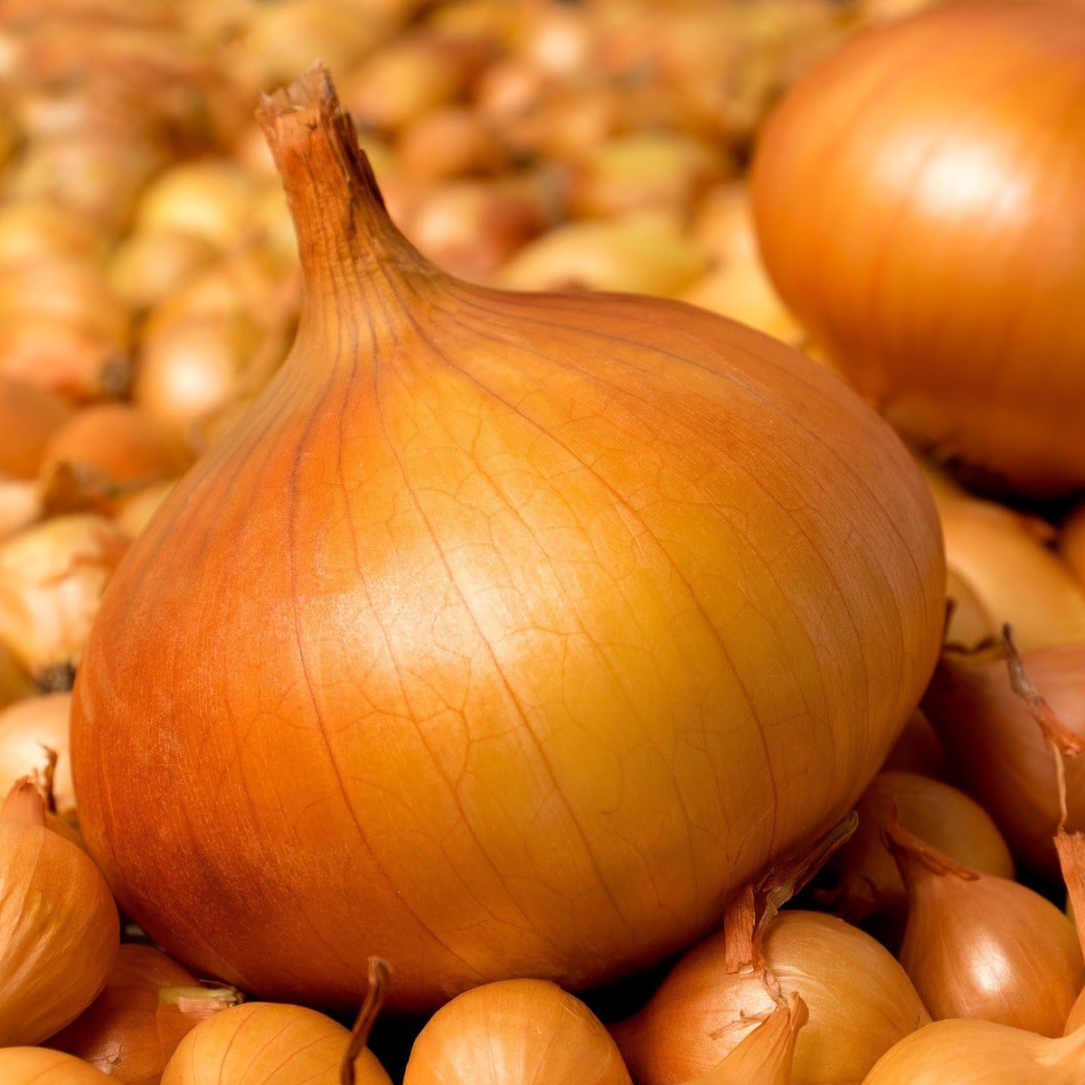 Cibule sazečka Hercules - Allium cepa - cibulky sazečky - 500 g