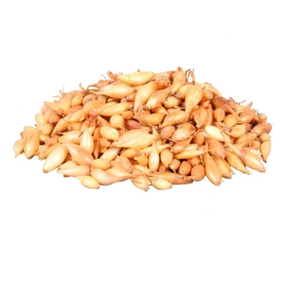 Cibule sazečka Birnformige - Allium cepa - cibulky sazečky - 250 g