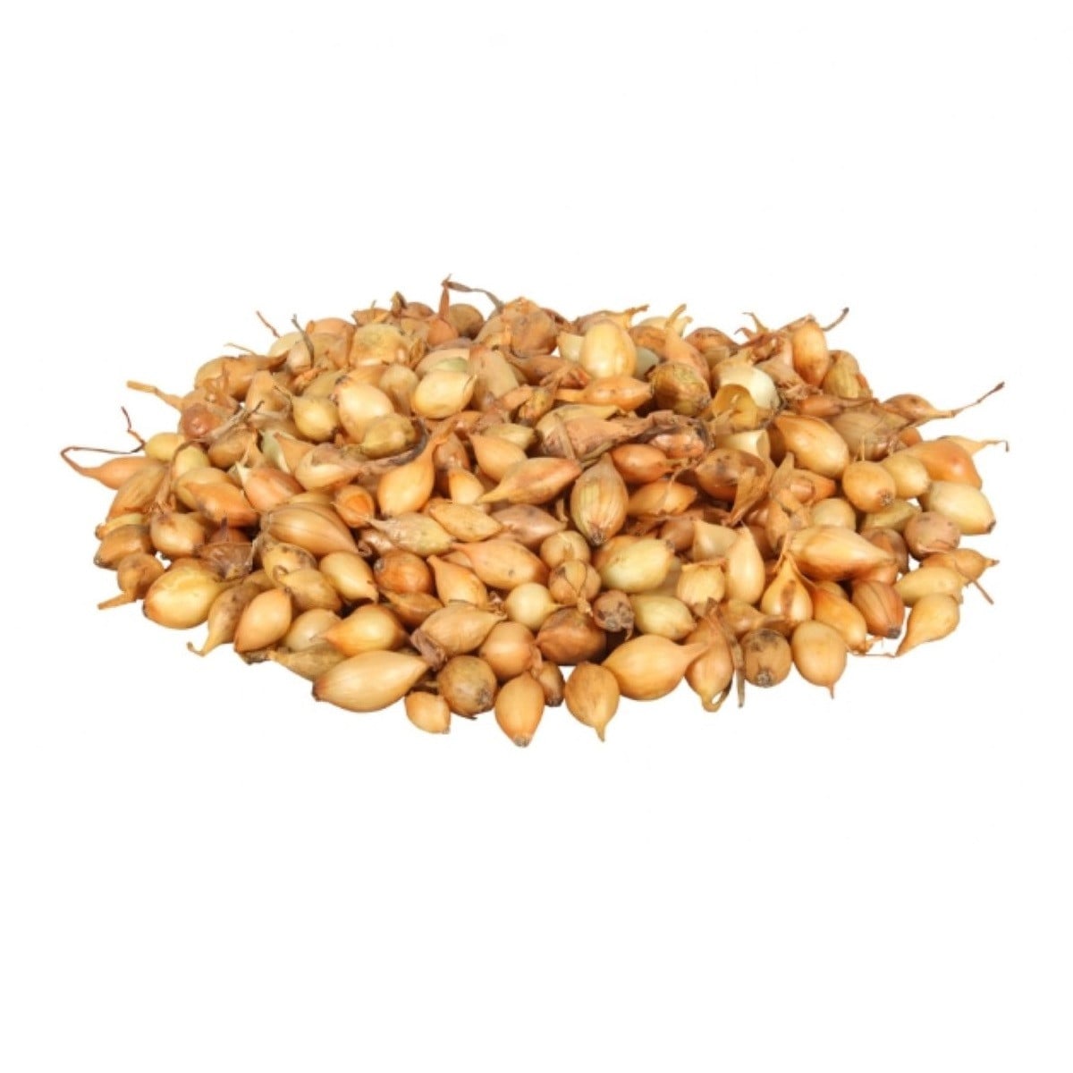 Cibule sazečka Sturon - Allium cepa - cibulky sazečky - 500 g
