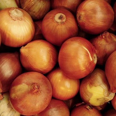 Cibule sazečka Sturon - Allium cepa - cibulky sazečky - 250 g