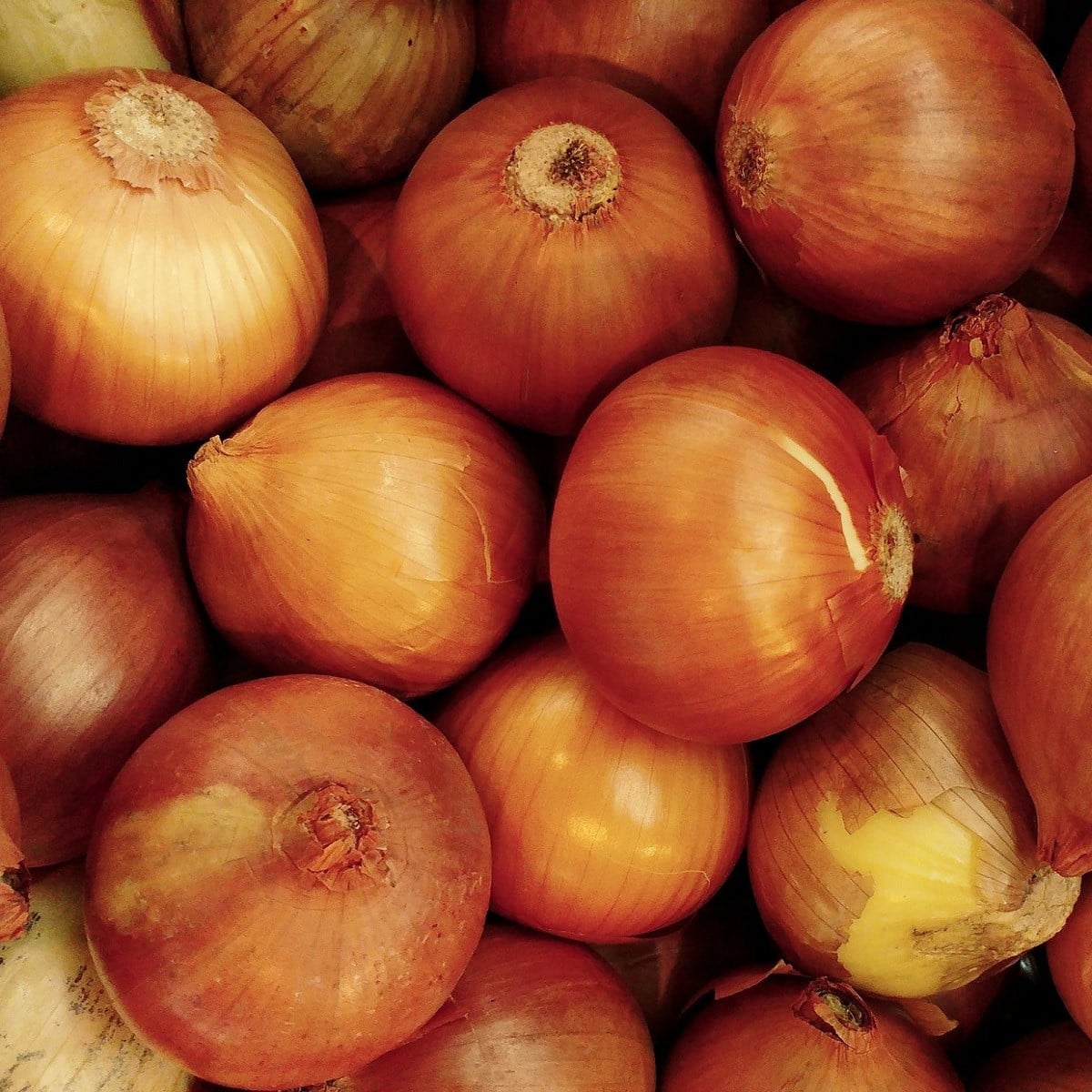 Cibule sazečka Sturon - Allium cepa - cibulky sazečky - 250 g