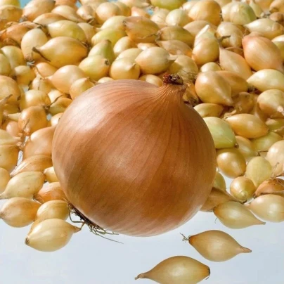 Cibule sazečka Corrado F1 - Allium cepa - cibulky sazečky - 500 g