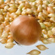 Cibule sazečka Corrado F1 - Allium cepa - cibulky sazečky - 250 g