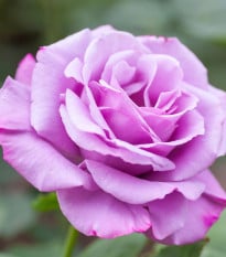 Růže velkokvětá keřová fialová - Rosa - prostokořenná sazenice růže - 1 ks