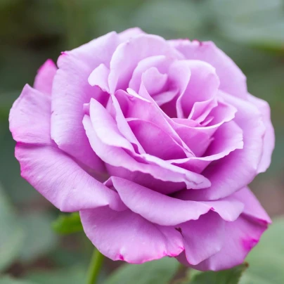 Růže velkokvětá keřová fialová - Rosa - prostokořenná sazenice růže - 1 ks