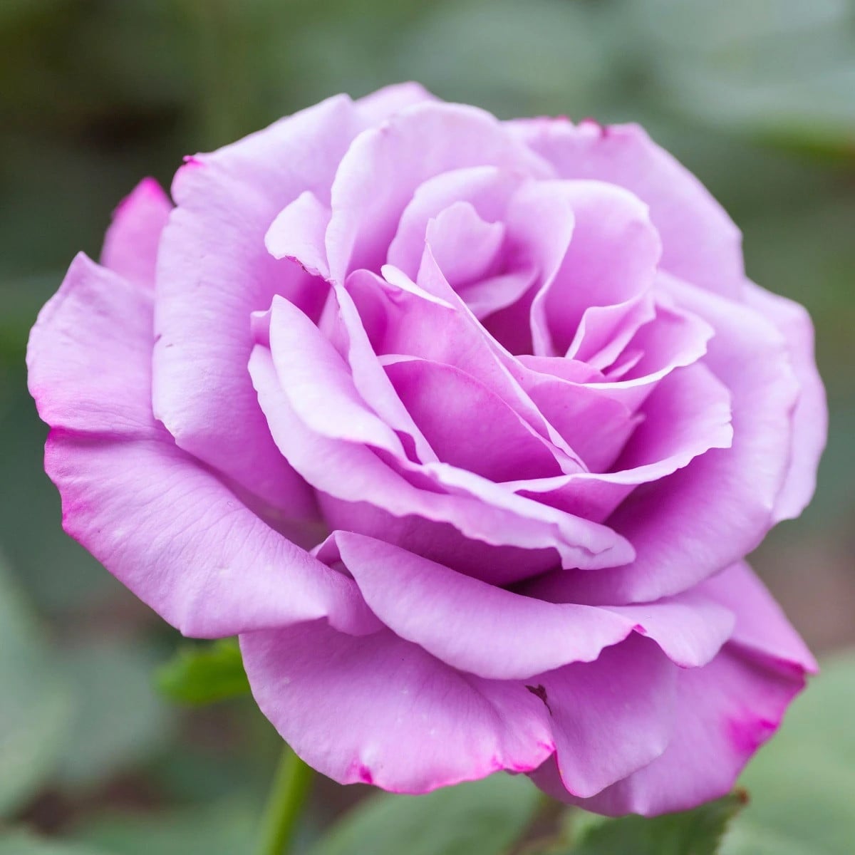Růže velkokvětá keřová fialová - Rosa - prostokořenná sazenice růže - 1 ks