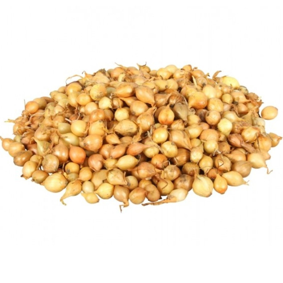 Cibule sazečka Štutgart - Allium cepa - cibulky sazečky - 500 g
