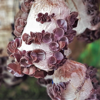 Sadba Ucho Jidášovo - Auricularia auricula-judae - sadba - 1 ks