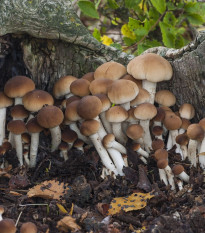 Polnička topolová - Agrocybe aegerita - sadba - 1 ks