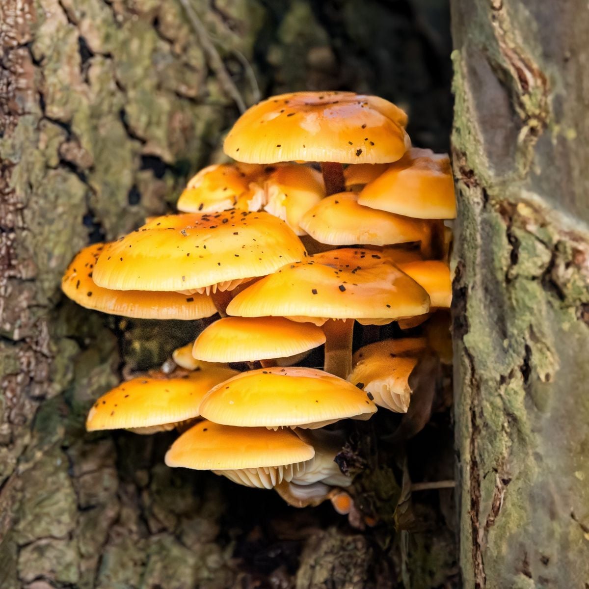 Penízovka sametonohá - Flammulina velutipes - sadba - 1 ks