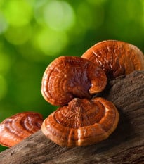 Lesklokorka lesklá - Ganoderma lucidum - sadba - 250 ml