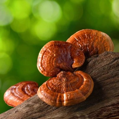 Lesklokorka lesklá - Ganoderma lucidum - sadba - 250 ml
