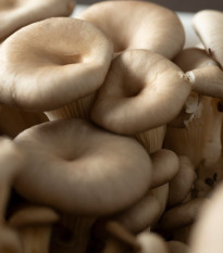 Hlíva ústřičná - Pleurotus ostreatus - sadba - 250 ml