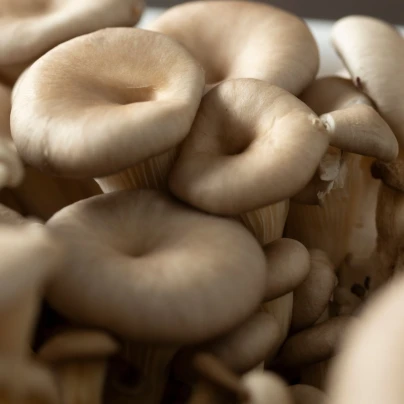 Hlíva ústřičná - Pleurotus ostreatus - sadba - 250 ml