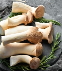 Hlíva královská máčková - Pleurotus eryngii - sadba - 250 ml
