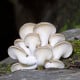 Hlíva plicní - Pleurotus pulmonarius - sadba - 250 ml