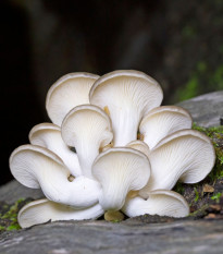 Hlíva plicní - Pleurotus pulmonarius - sadba - 250 ml