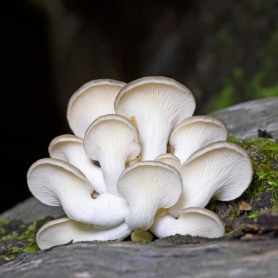 Hlíva plicní - Pleurotus pulmonarius - sadba - 250 ml