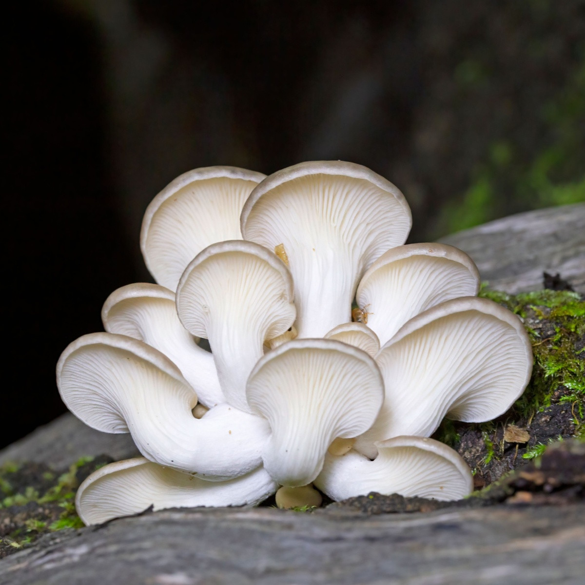 Hlíva plicní - Pleurotus pulmonarius - sadba - 250 ml