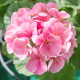 Muškát páskatý Jarka F1 - Pelargonium zonale - osivo muškátu - 6 ks
