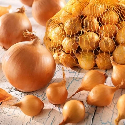 Cibule sazečka Štutgart - Allium cepa - cibulky sazečky - 250 g