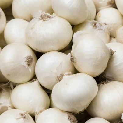 Cibule sazečka Snowball - Allium cepa - cibulky sazečky - 250 g